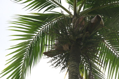 Rhopaloblaste augusta